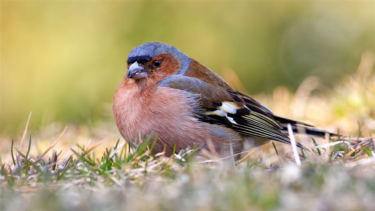 Common Chaffinch
