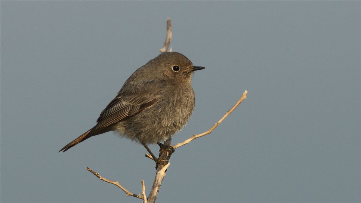Black Redstart