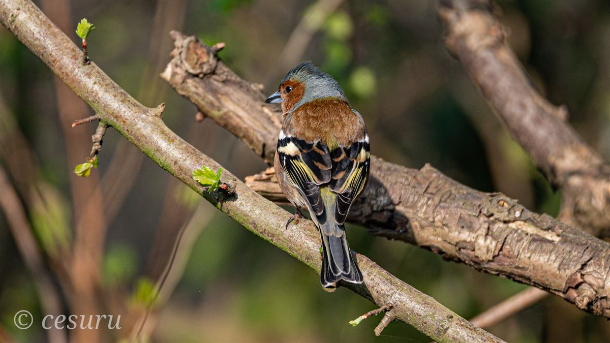 Common Chaffinch