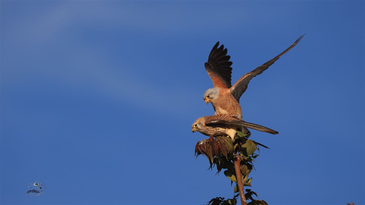 Lesser Kestrel
