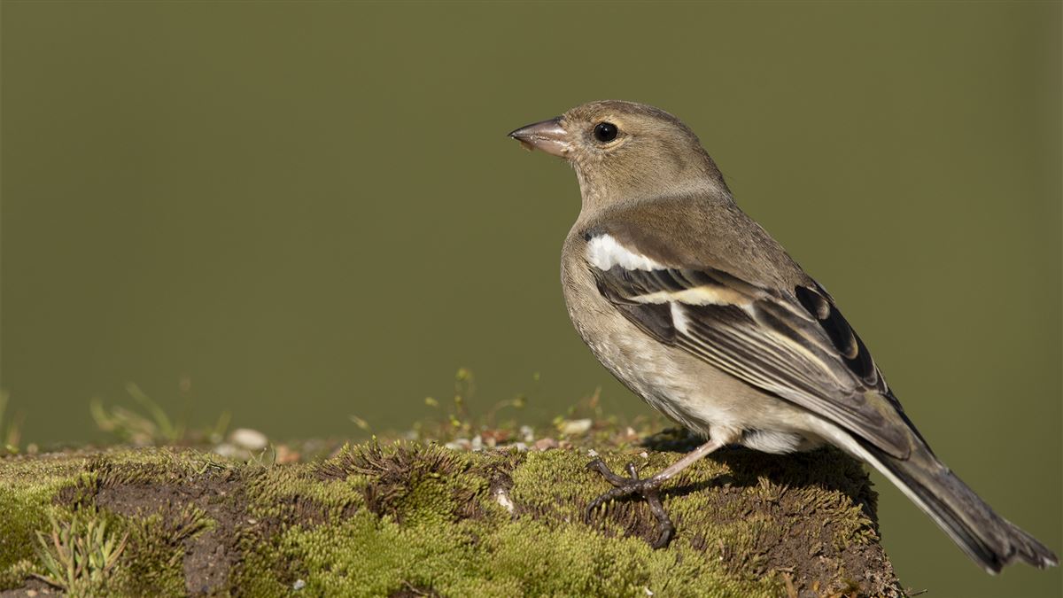 Common Chaffinch