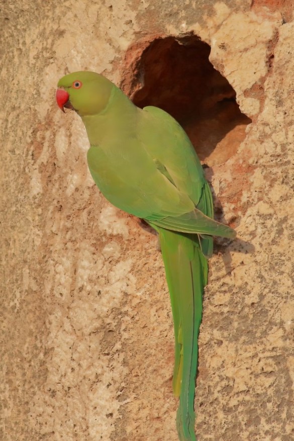Yeşil Papağan