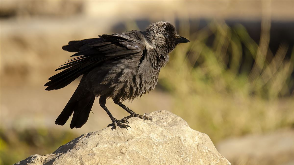 Western Jackdaw