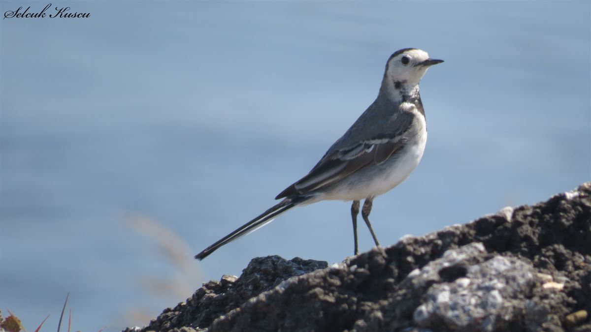 White Wagtail