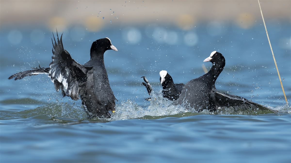 Eurasian Coot