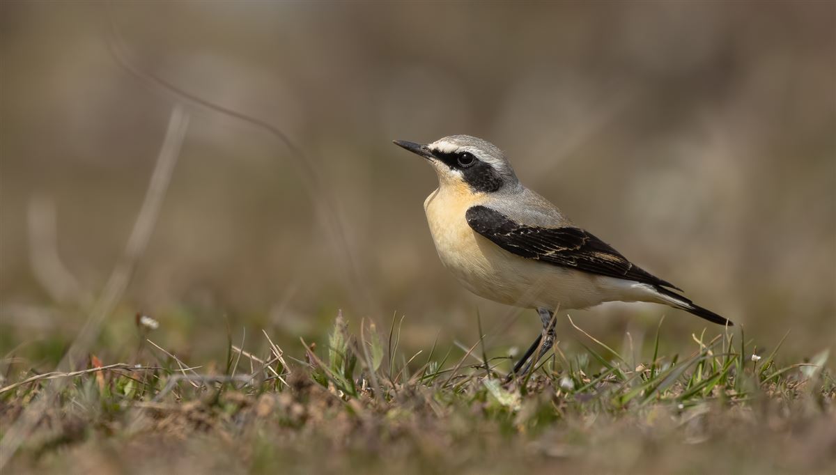 Northern Wheatear
