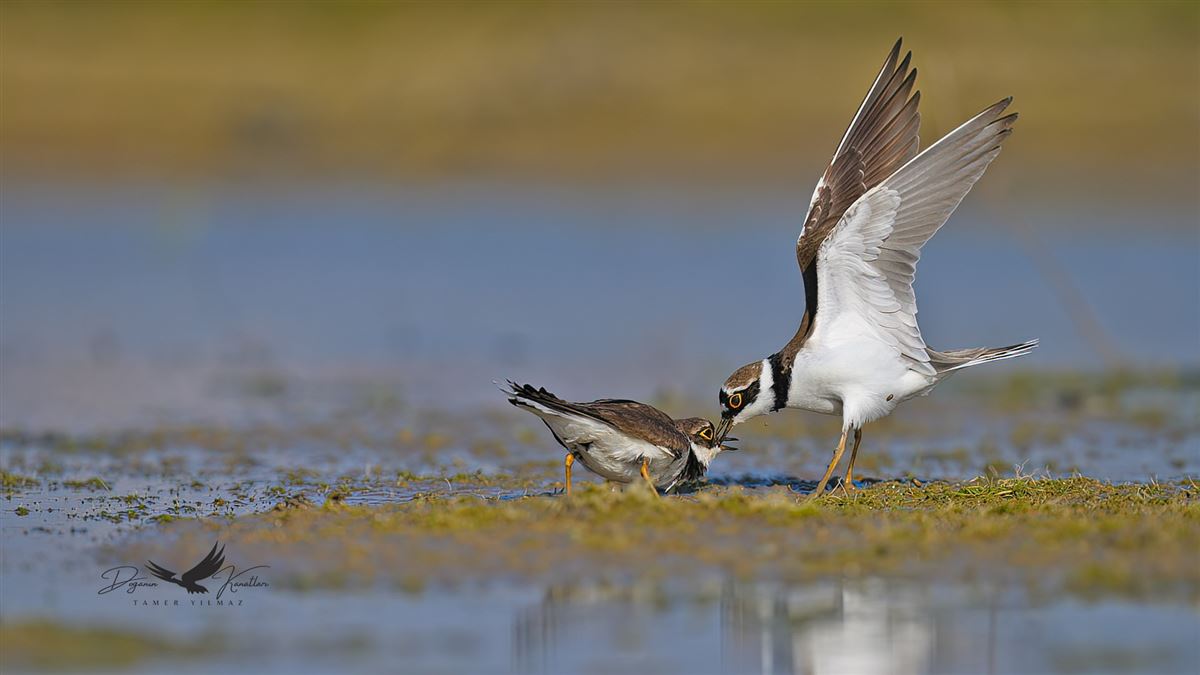 Little Ringed Plover