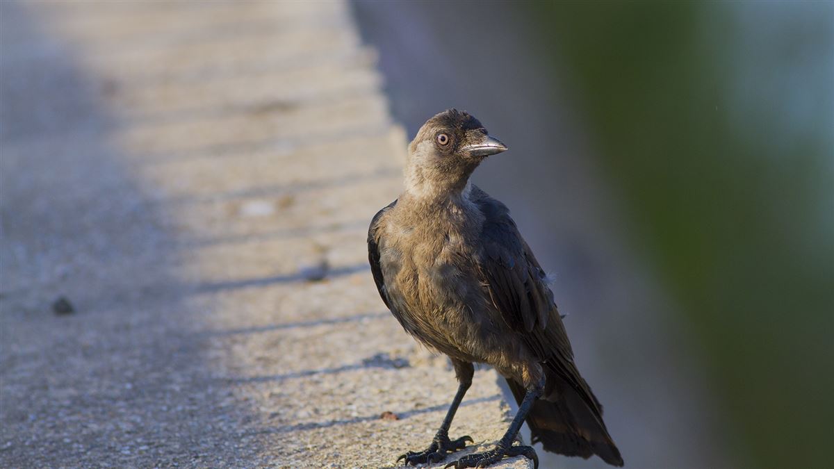 Western Jackdaw