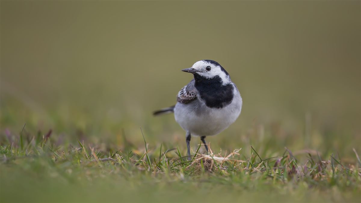 White Wagtail