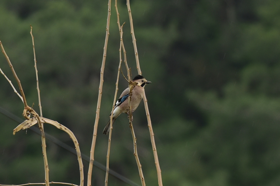 Eurasian Jay