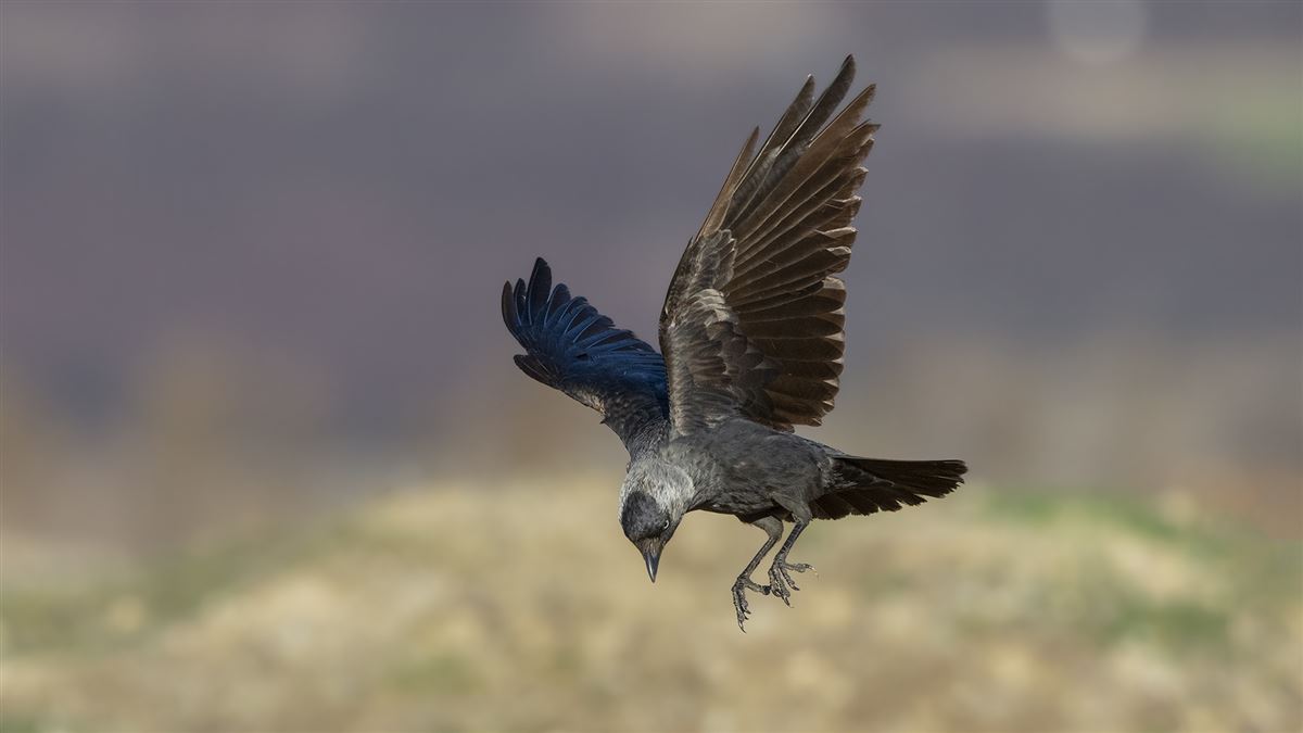 Western Jackdaw
