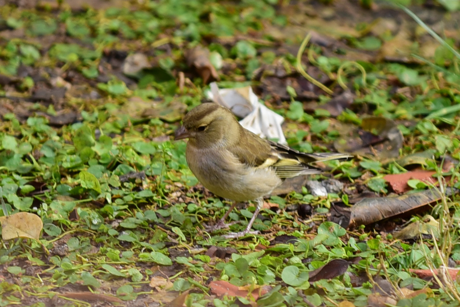 Common Chaffinch
