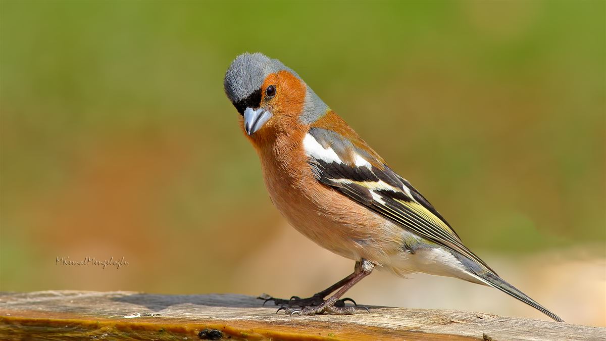 Common Chaffinch