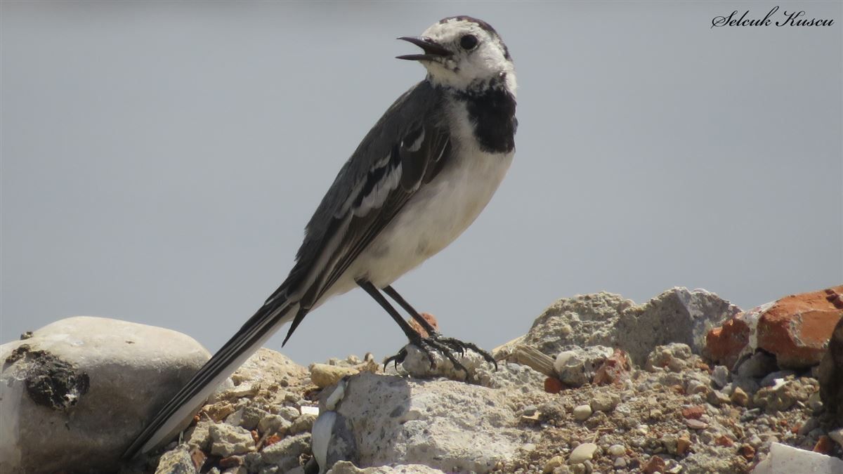 White Wagtail