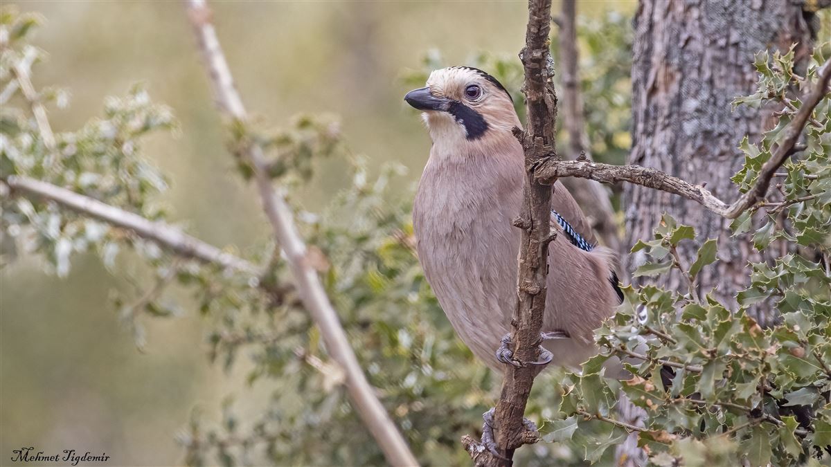 Eurasian Jay
