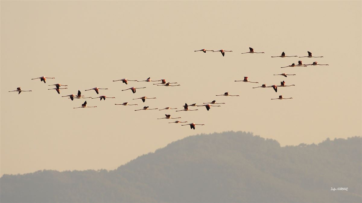 Flamingo