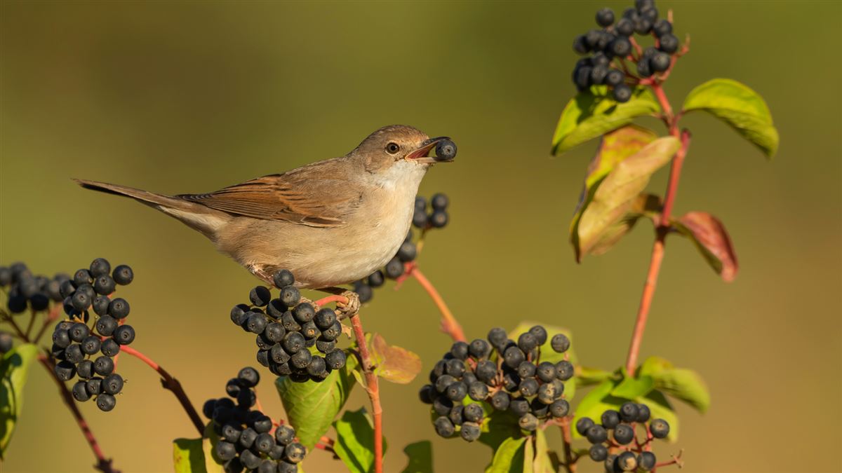 Common Whitethroat