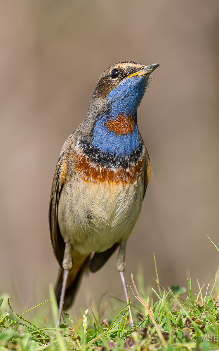 Bluethroat