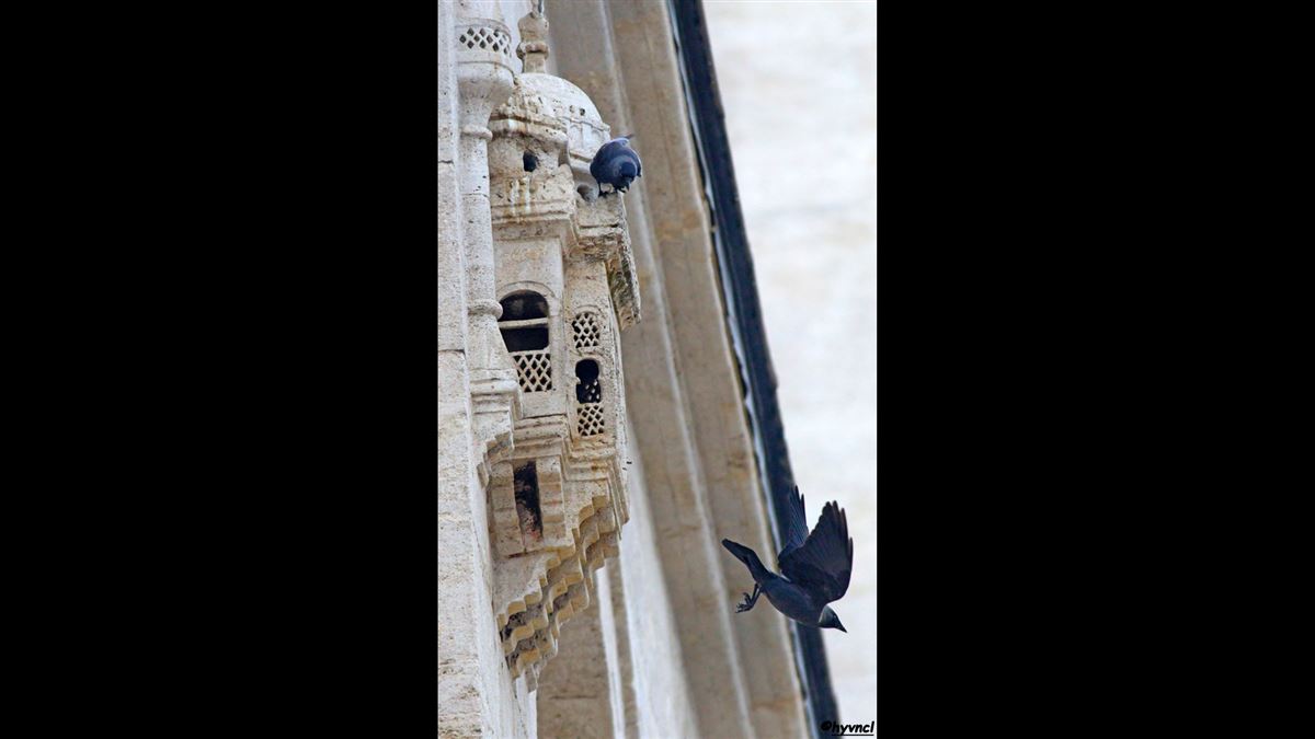 Western Jackdaw