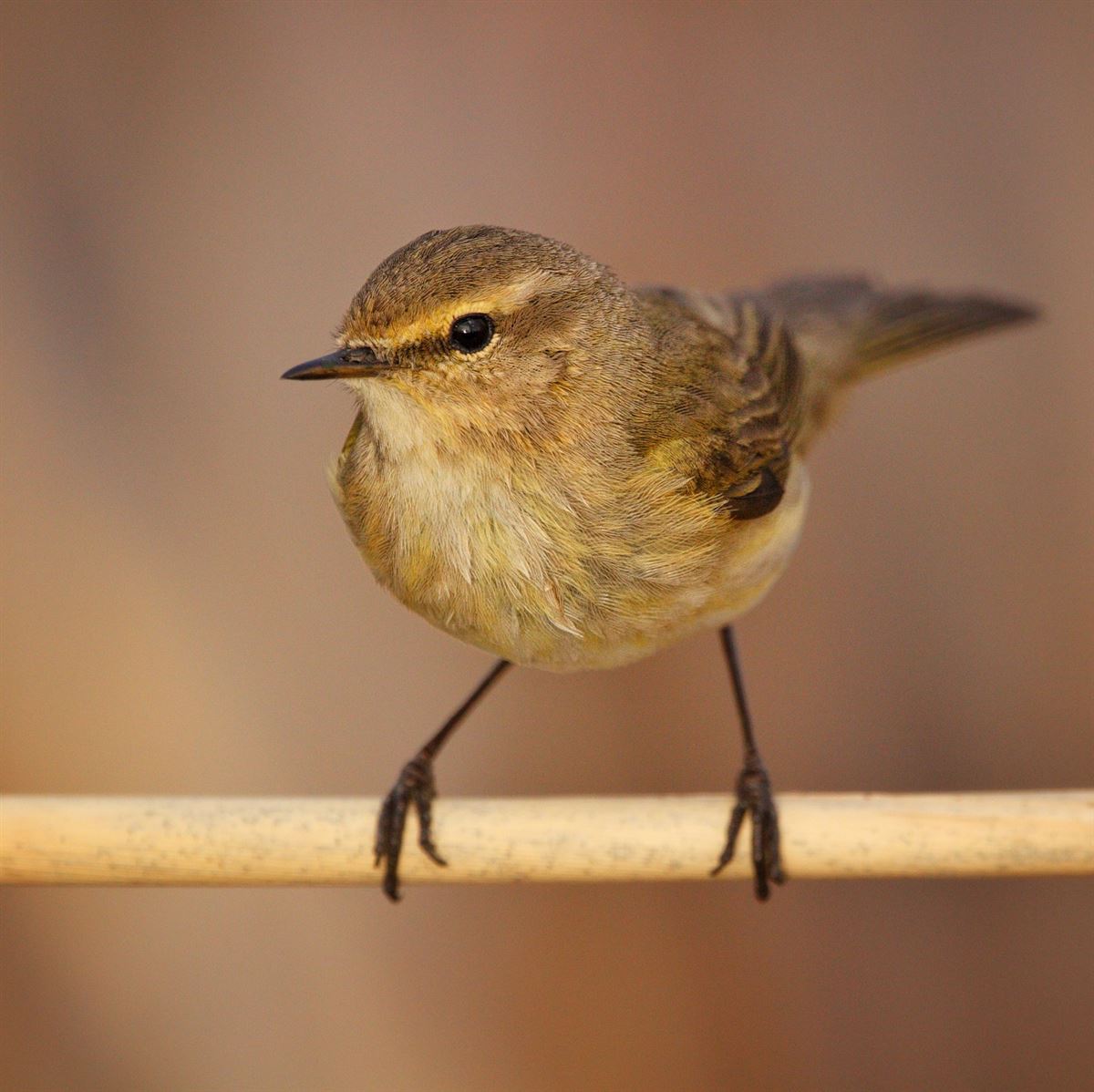 Common Chiffchaff
