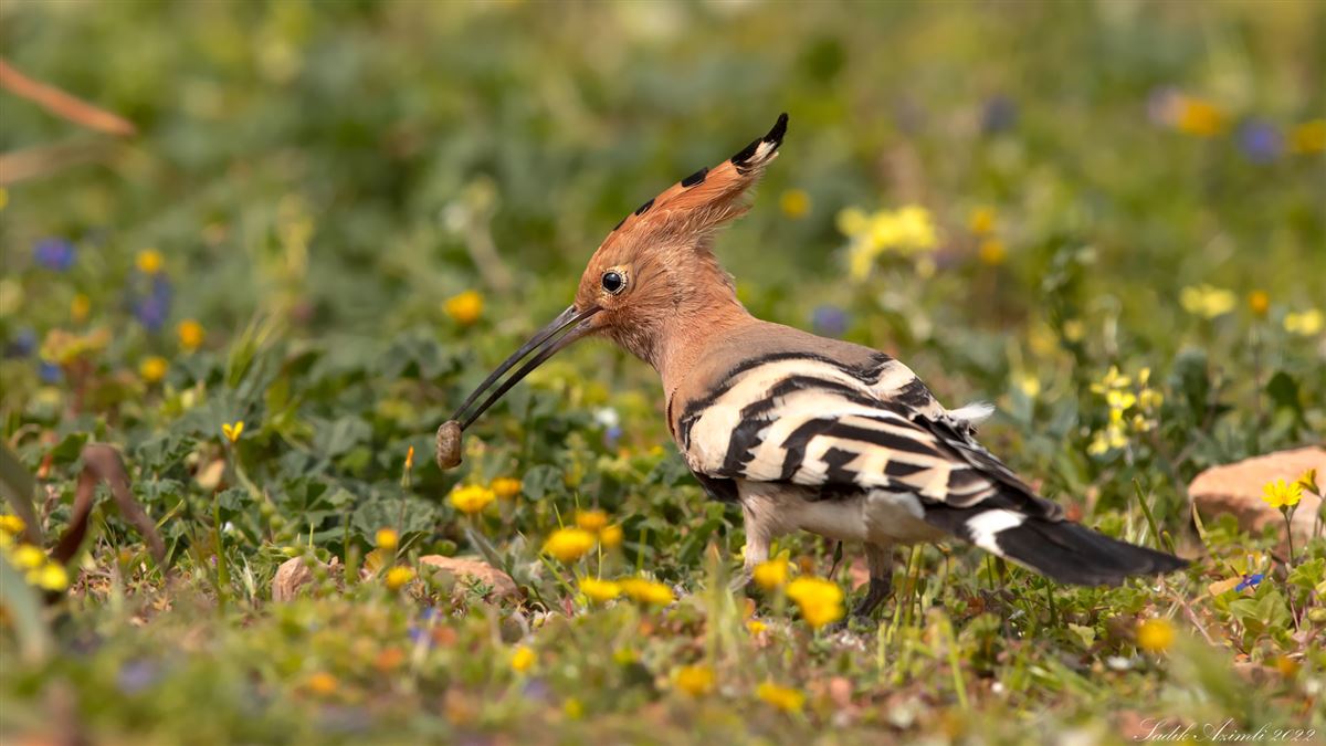 Eurasian Hoopoe