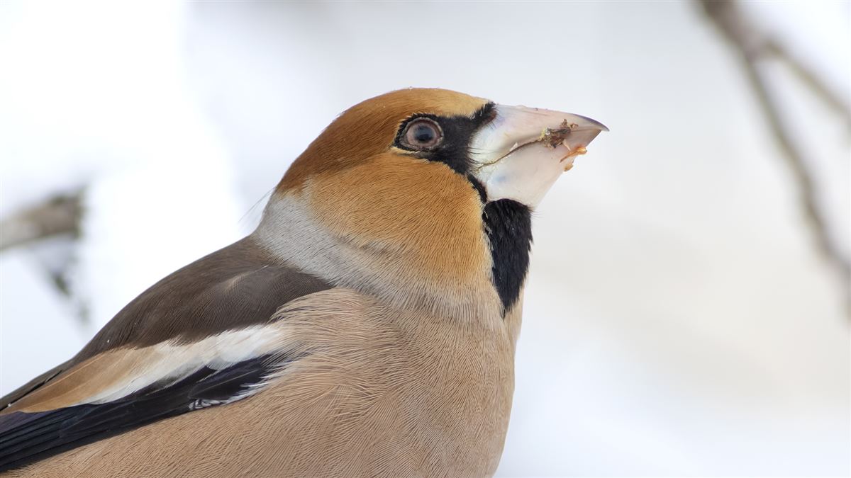 Hawfinch