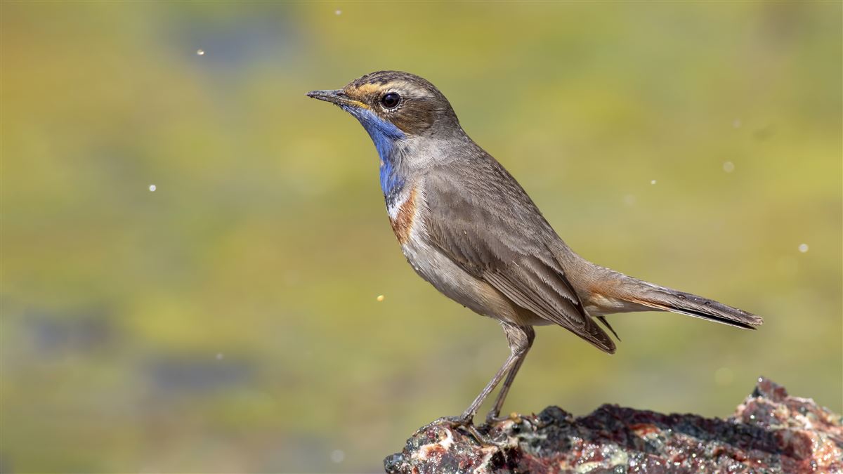 Bluethroat