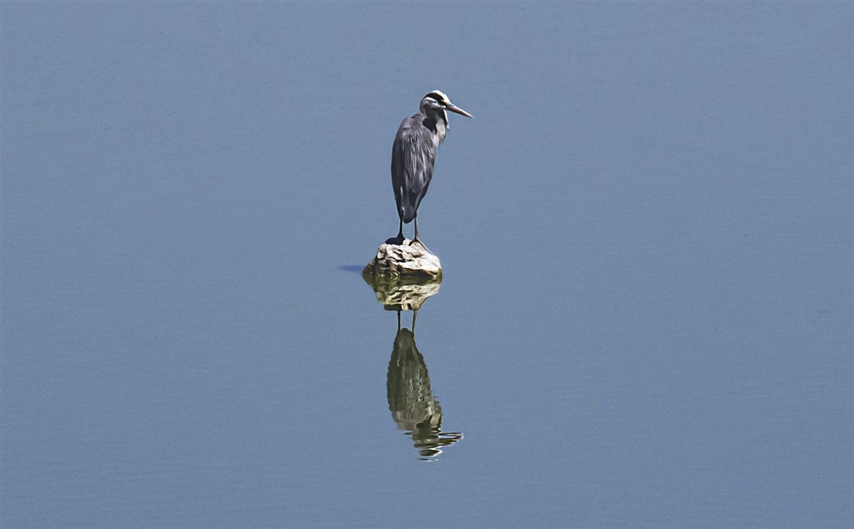 Grey Heron