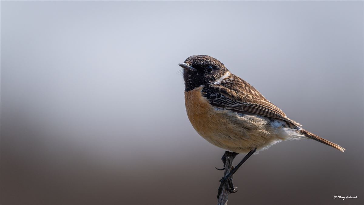 European Stonechat