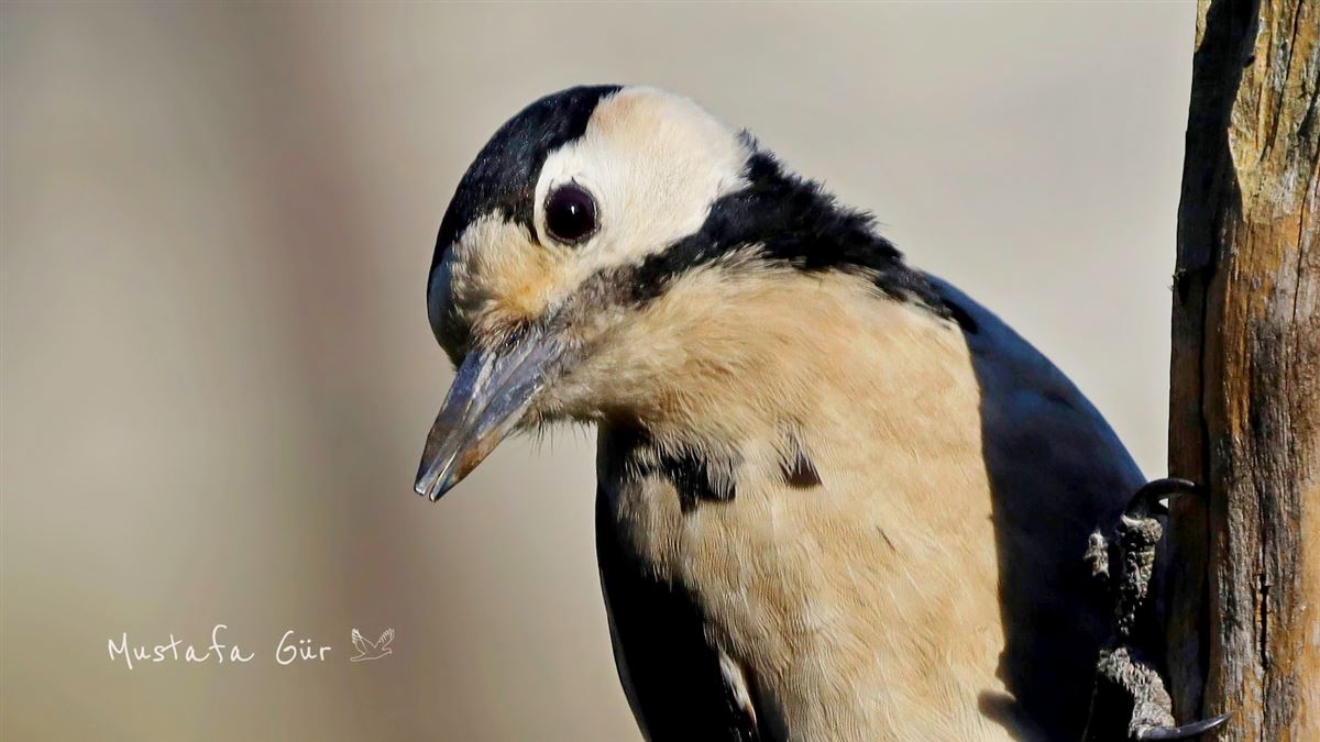 Syrian Woodpecker