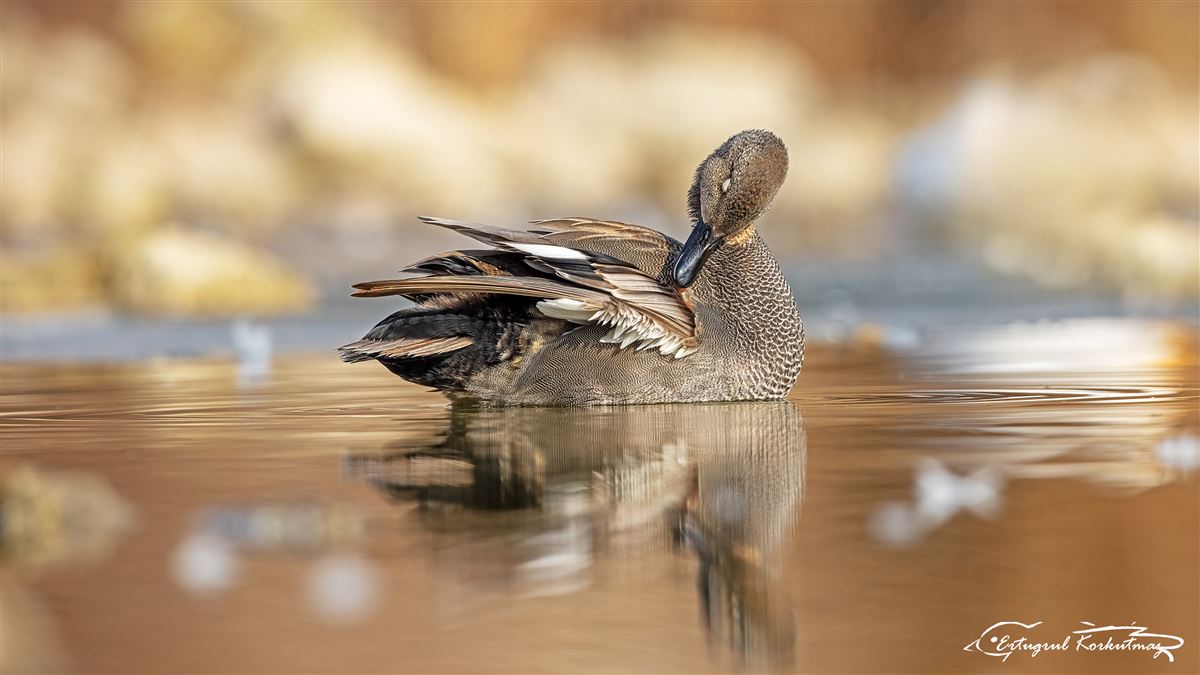 Gadwall