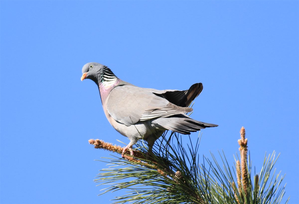 Common Wood Pigeon