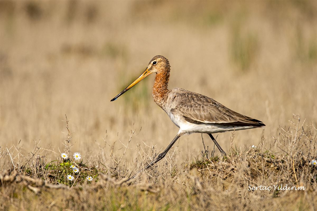 Black-tailed Godwit