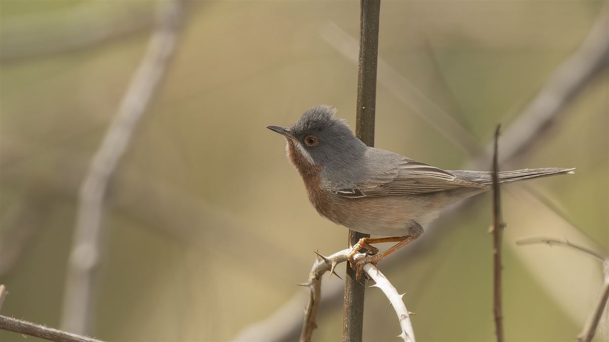 Subalpine Warbler