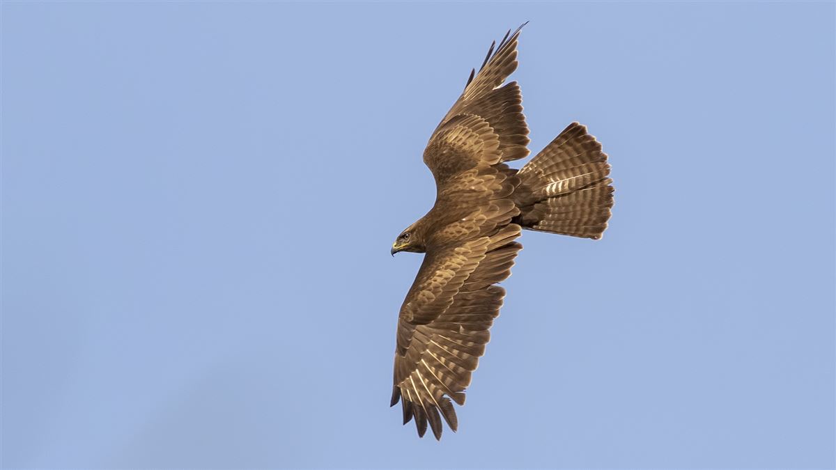 Common Buzzard