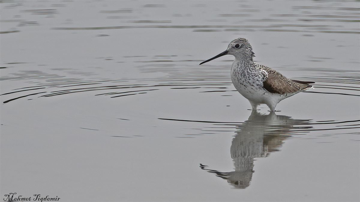 Marsh Sandpiper