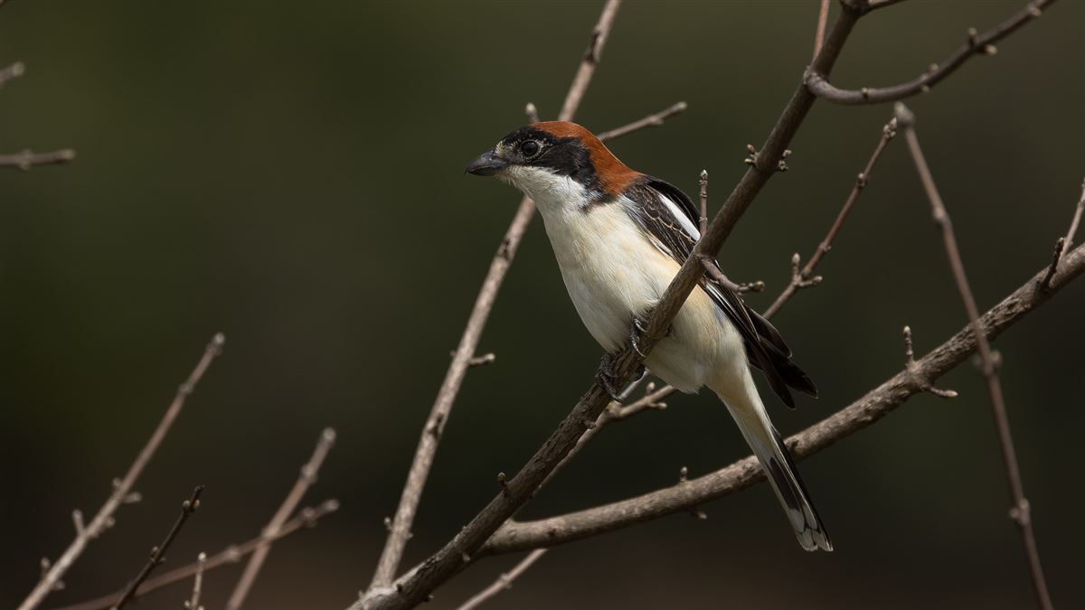Woodchat Shrike