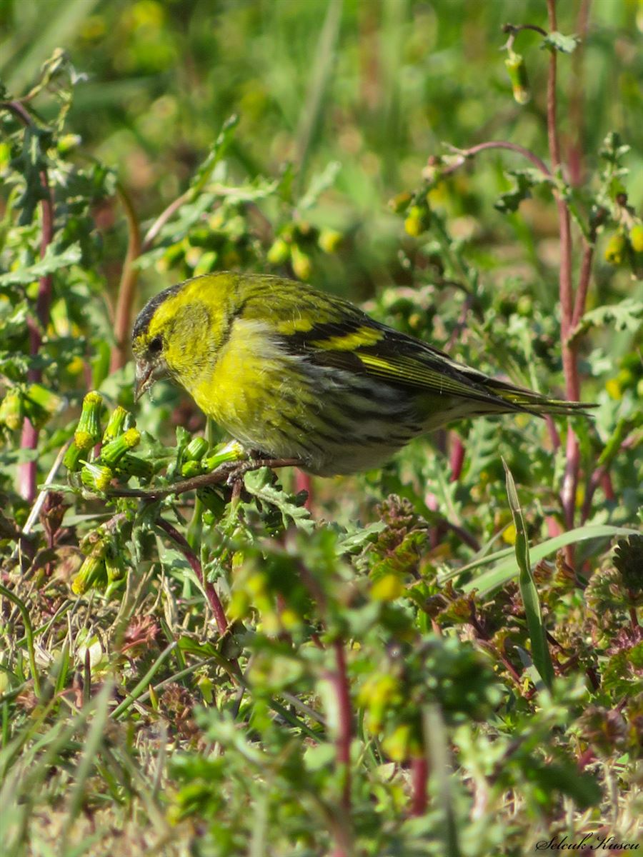 Eurasian Siskin