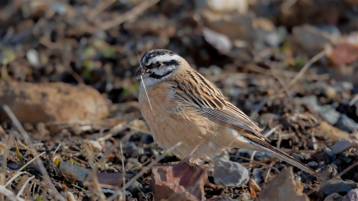 Rock Bunting