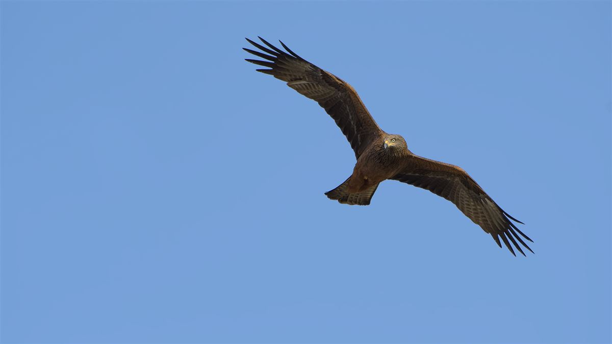 Black Kite