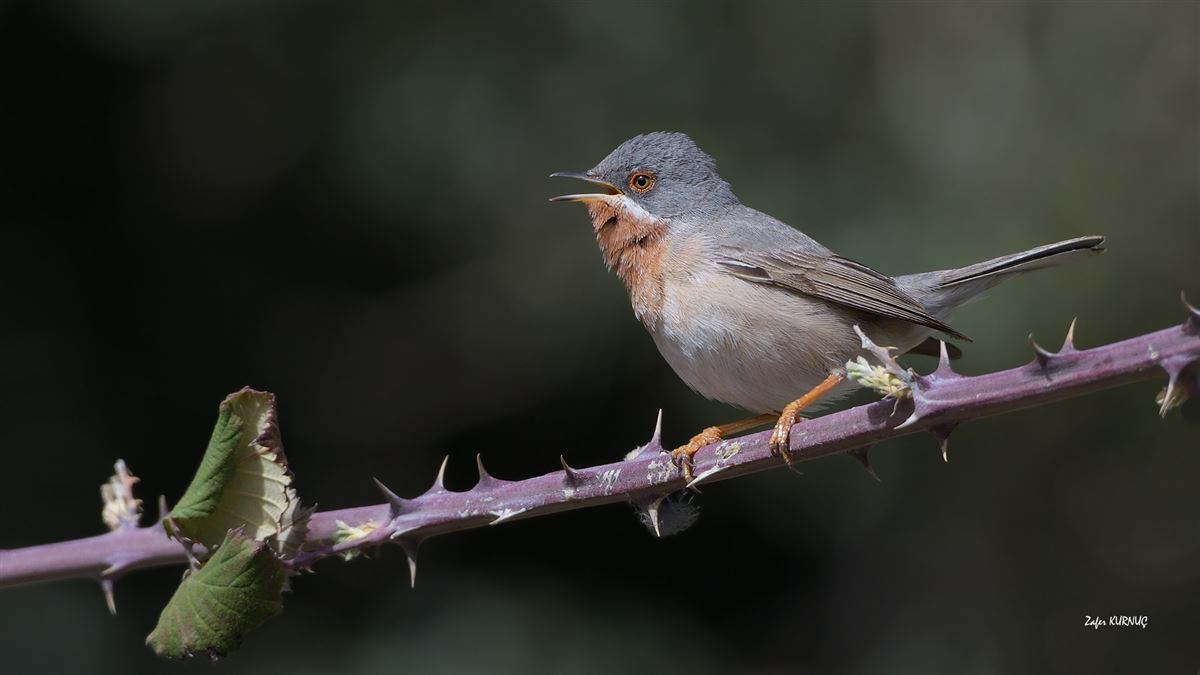 Subalpine Warbler