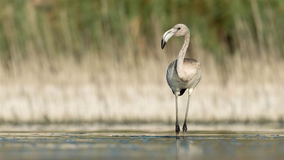 Greater Flamingo