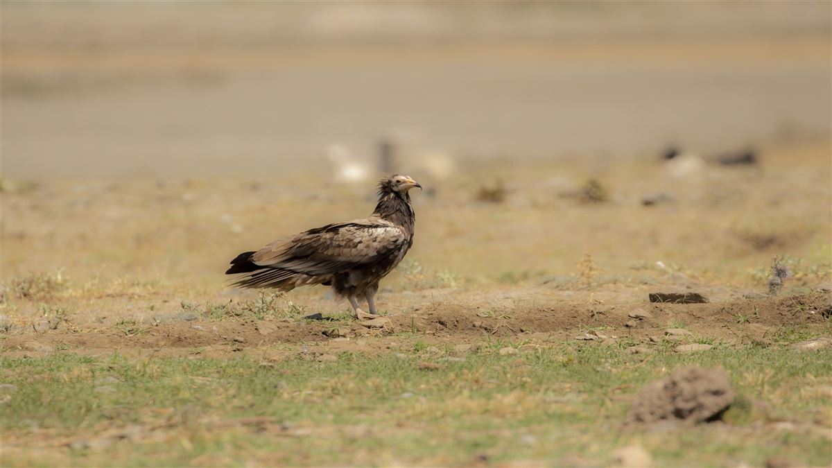 Egyptian Vulture