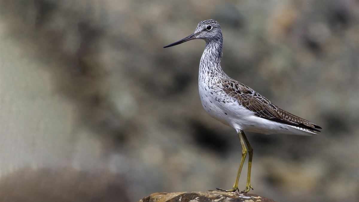 Common Greenshank