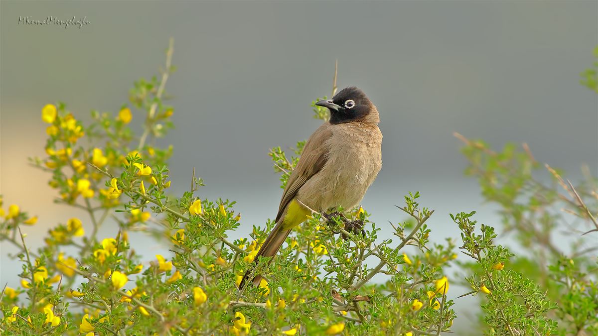 White-spectacled Bulbul