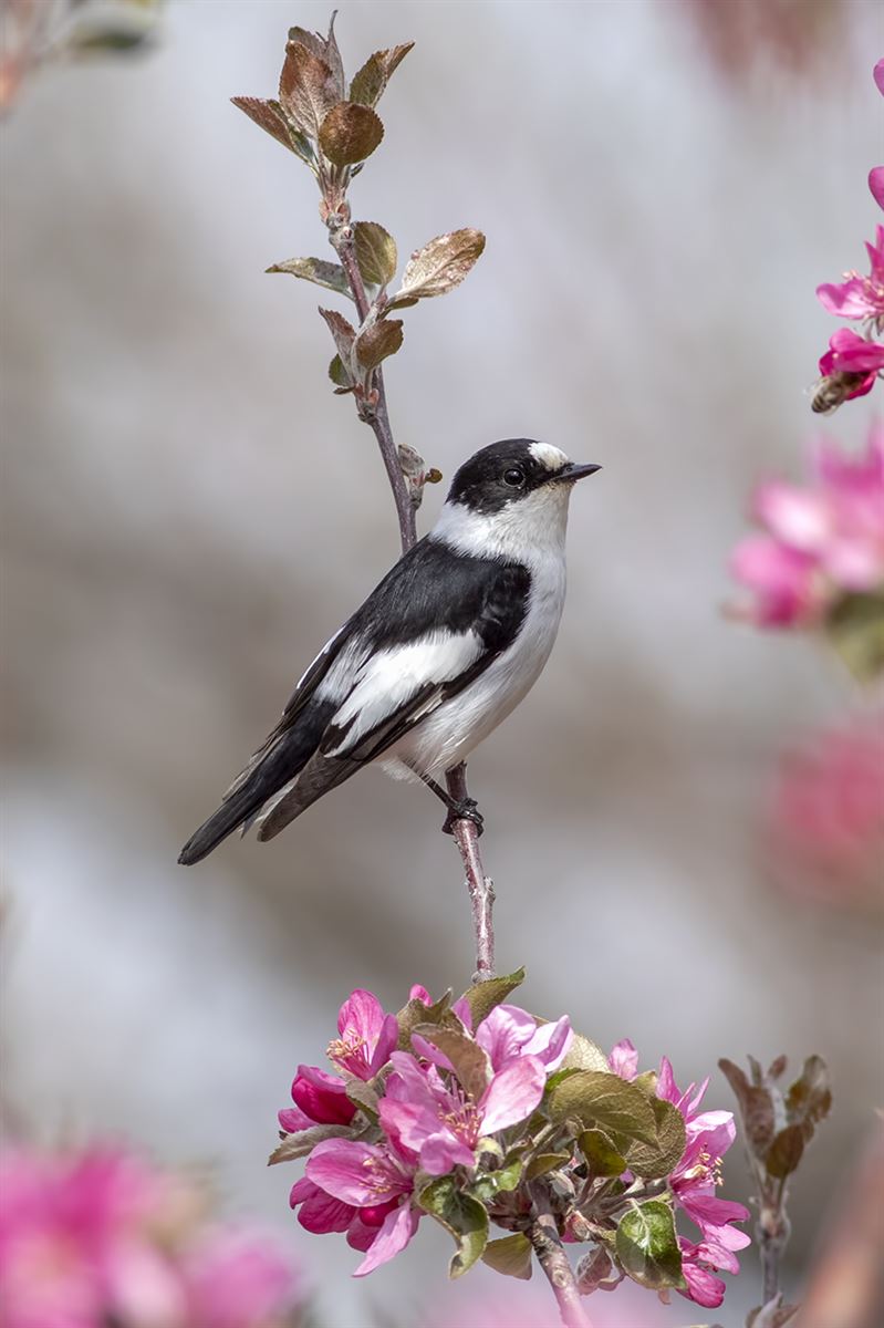 Collared Flycatcher