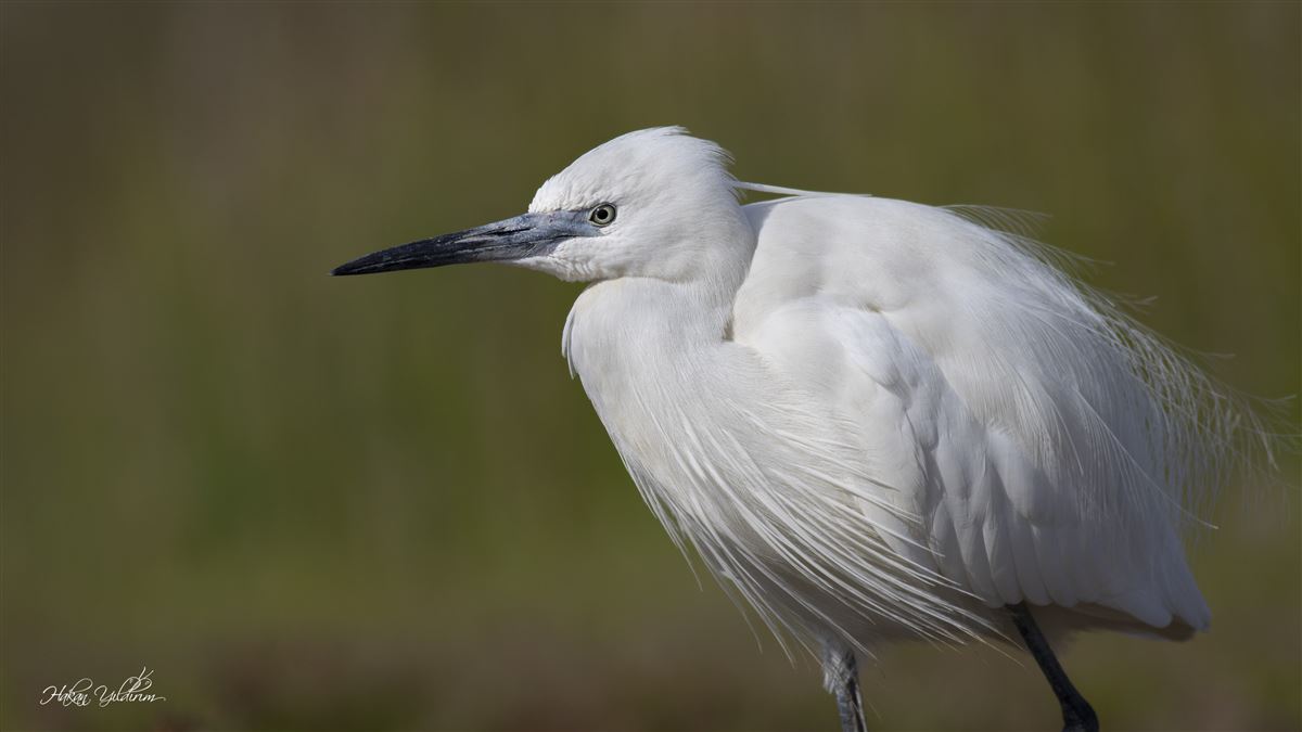 Little Egret