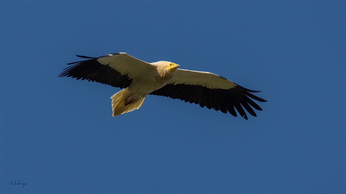 Egyptian Vulture