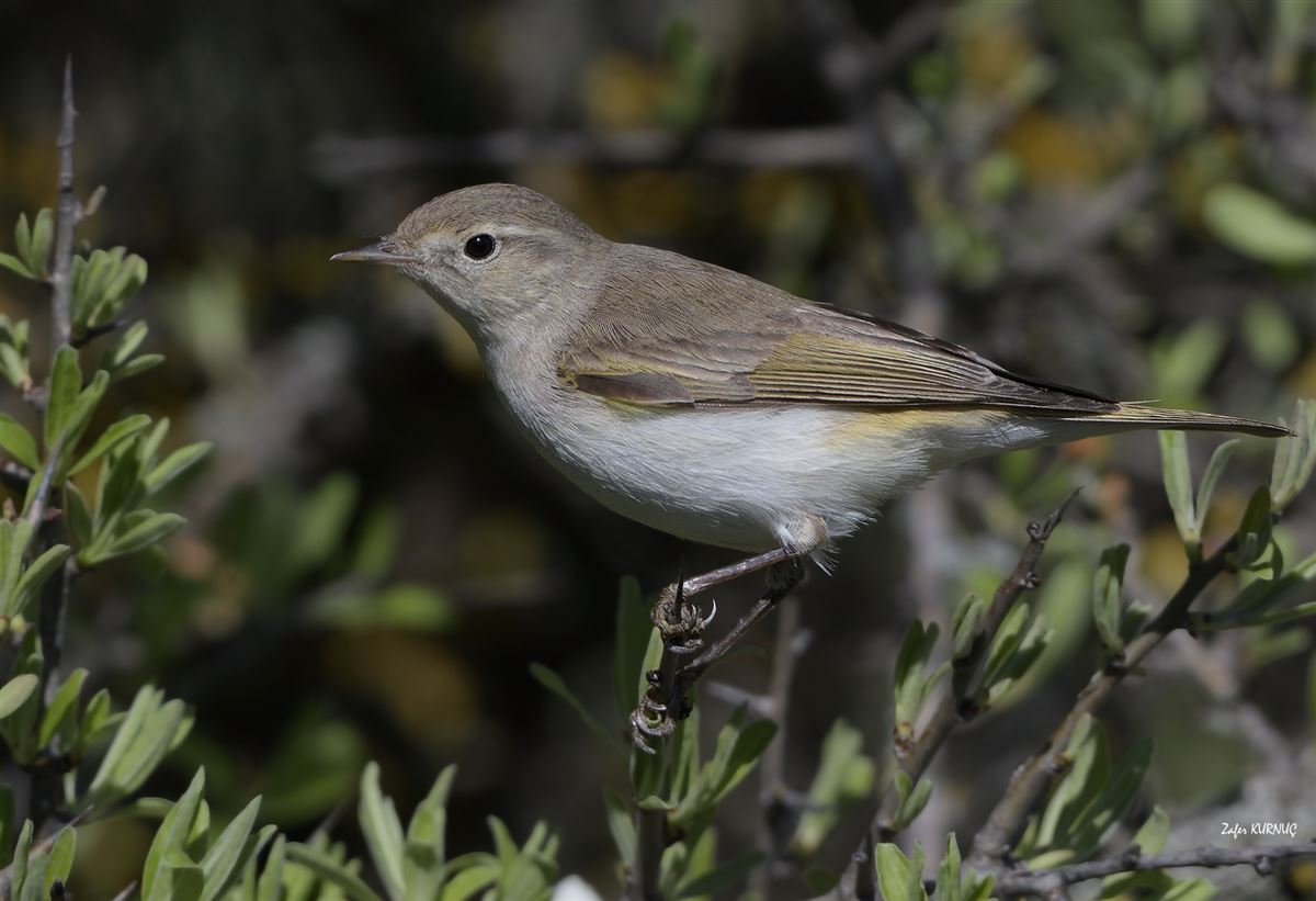 Eastern Bonelli`s Warbler