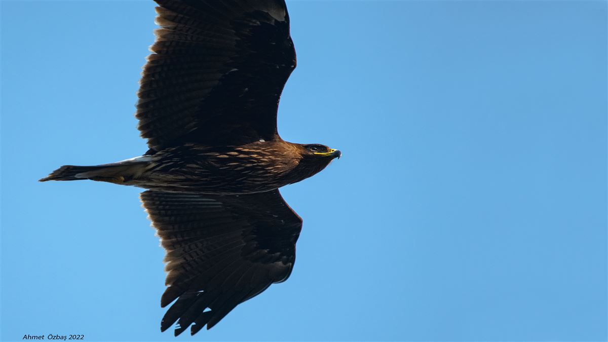 Greater Spotted Eagle